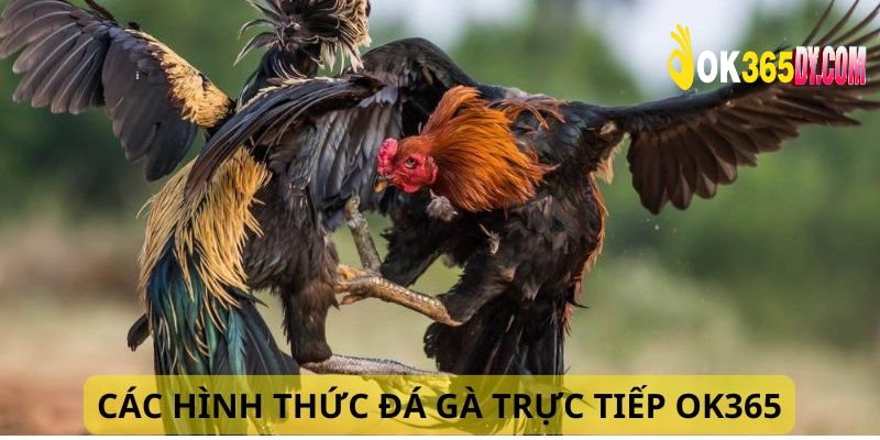 Tổng hợp các hình thức đá kê đặc sắc và hấp dẫn tại OK365