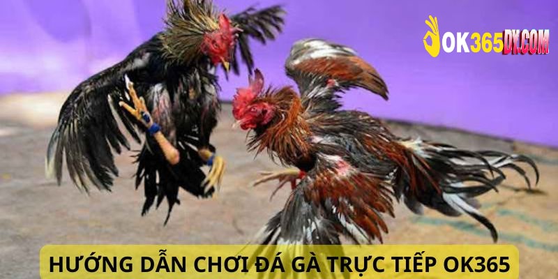 Các bước tham gia chơi chọi gà trực tiếp tại OK365 đơn giản 