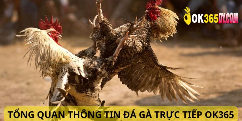 Giới thiệu chi tiết thông tin về đá gà trực tiếp OK365